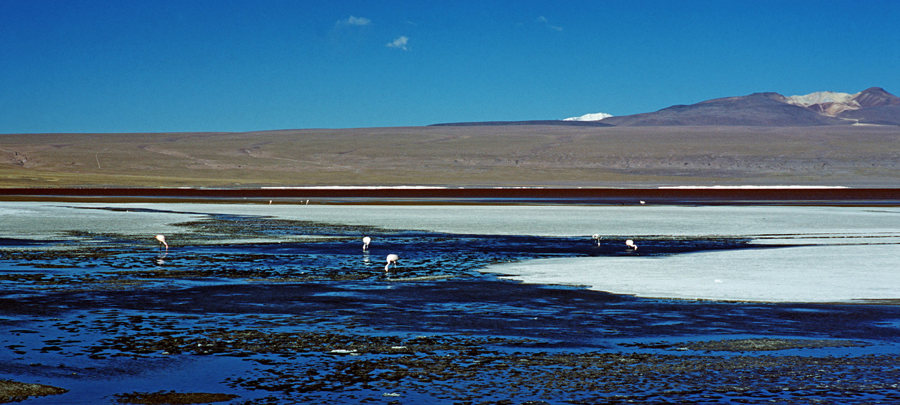chi_6_33 colorada_flamants pano.jpg - Sud Lipez - lagunes laguna Colorada quelques flamants roses